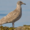 Glaucous-winged Gull